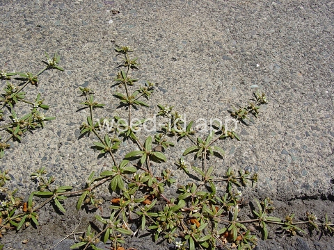carpetweed